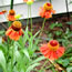 Helenium autumnale Moorheim Beauty